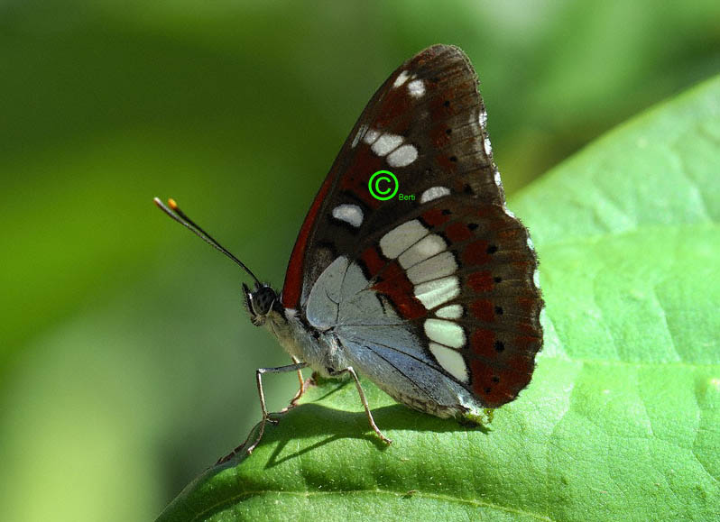 Limenitis reducta (2007)